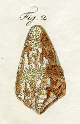 Illustrazione di Conus Ammiralis (sottospecie Cedonulli), 1790